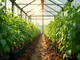 die-vorteile-einer-gewaechshaus-folie-innen-fuer-optimale-wachstumsbedingungen